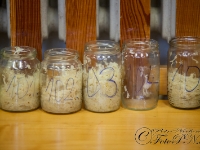 kost zeli blatnicka 2017-2