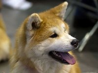 Akita-inu MV-Brno 16-02-06