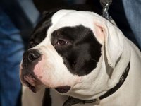 American bulldog MV-Brno 16-02-06