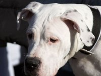 Argentinska doga MV-Brno 16-02-06