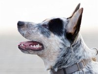 Australsky honacky pes MV-Brno 16-02-06