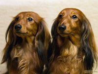 Faria-Airis MV-Brno 16-02-06