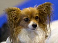 Papilon MV-Brno 16-02-06