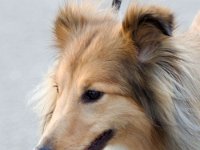 Seltie MV-Brno 16-02-06