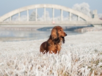 Novorocni vychazka-117  Novoroční vycházka s jezevčíky