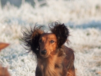 Novorocni vychazka-19  Novoroční vycházka s jezevčíky