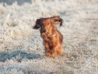 Novorocni vychazka-20  Novoroční vycházka s jezevčíky