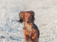 Novorocni vychazka-25  Novoroční vycházka s jezevčíky