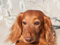 Novorocni vychazka-49  Novoroční vycházka s jezevčíky