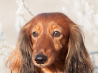 Novorocni vychazka-51  Novoroční vycházka s jezevčíky