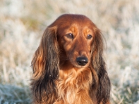 Novorocni vychazka-88  Novoroční vycházka s jezevčíky