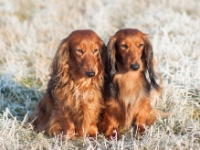 Novorocni vychazka-92  Novoroční vycházka s jezevčíky