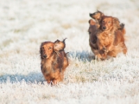 Novorocni vychazka-98  Novoroční vycházka s jezevčíky