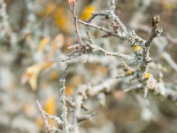 Cachtice-Beckov-04  (C)Petr_Nedoma