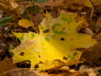 Cachtice-Beckov-39  (C)Petr_Nedoma