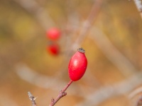 Cachtice-Beckov-47  (C)Petr_Nedoma