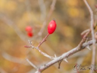 Cachtice-Beckov-48  (C)Petr_Nedoma