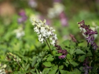 Sv JAn pod skalou-27